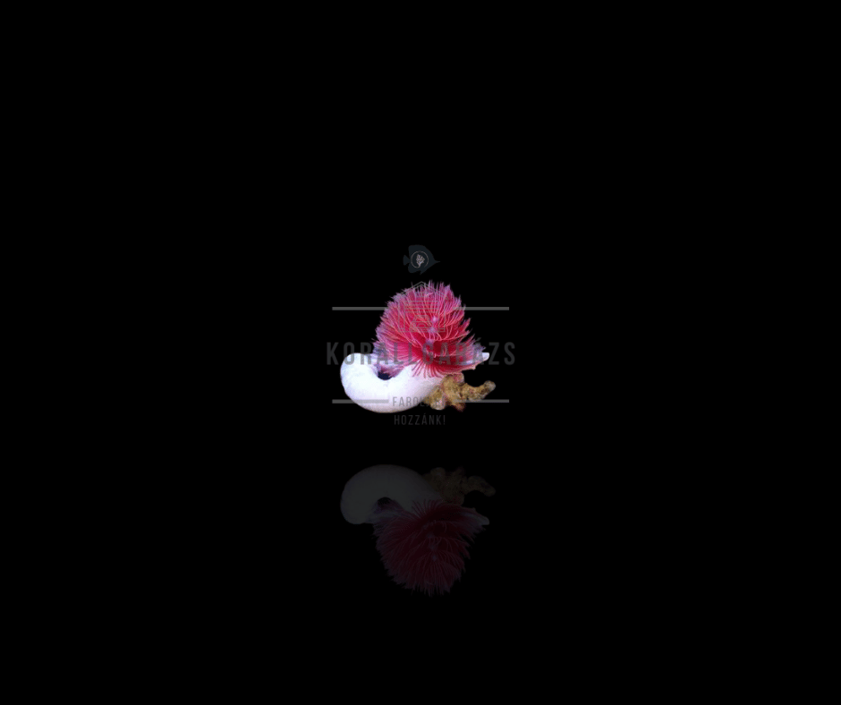 Protula Bispiralis Red